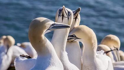 必赢网站：体验至上的新型娱乐平台